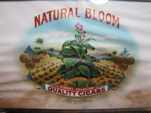 Load image into Gallery viewer, NATURAL BLOOM CIGARS Antique Cigar Store Display Case Tin Litho Sign PROPERTY OF HARRY BLUM NYC FELDHUHN DISPLAY CASE Co NYC