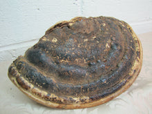 Load image into Gallery viewer, Folk Art Petrified Mushroom - 1939 Tatalrose British Columbia indian chief wahoo
