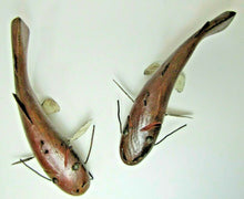 Load image into Gallery viewer, 2 Folk Art Catfish Fishing Decoys RAF Robert Allen Francis Adirondacks NY 1950s
